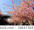 河津櫻花 38647368