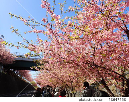 河津櫻花 38647368