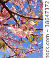河津櫻花 38647372