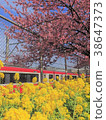 櫻花和油菜花和火車 38647373
