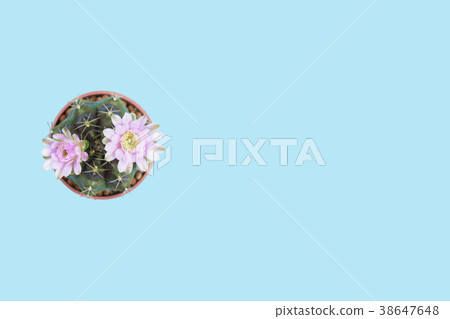 Cactus gymnocalycium topview isolated clippingpath Cactus gymnocalycium topview isolated clippingpath 38647648