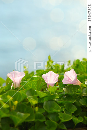 Hamahigao seaside flower 38647808