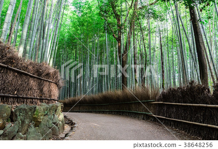 Kyoto Sagano Bamboo Forest Road Kyoto Sagano Bamboo Forest Road 38648256