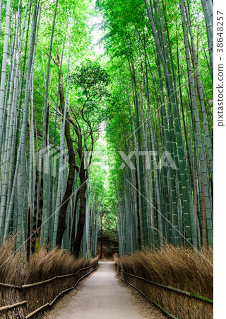Kyoto Sagano Bamboo Forest Road Kyoto Sagano Bamboo Forest Road 38648257