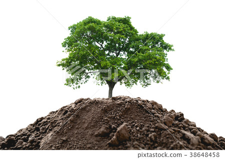 Green young plant growing in soil isolated Green young plant growing in soil isolated 38648458