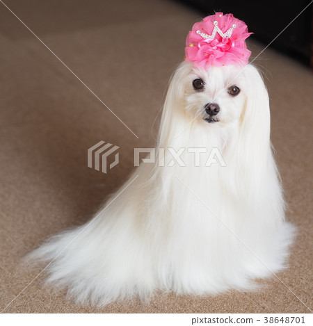 馬耳他語 馬耳他語 38648701