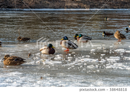 Mallard Ducks on the frozen Saale in Jena Mallard Ducks on the frozen Saale in Jena 38648818