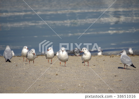 Ulysimome on the beach 38651016