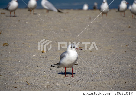 Ulysimome on the beach 38651017