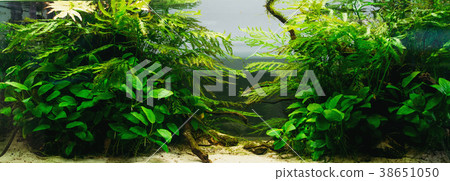 Aquarium algae, elements of flora in fishbowl Aquarium algae, elements of flora in fishbowl 38651050