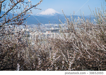 Bairin and Mt. Fuji 38652093