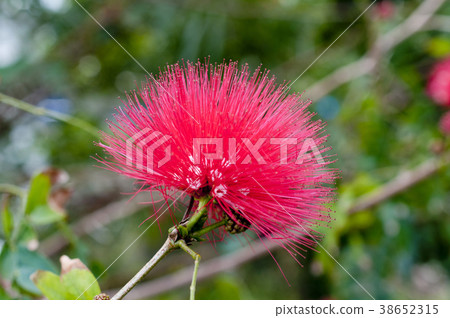 朱纓花 38652315