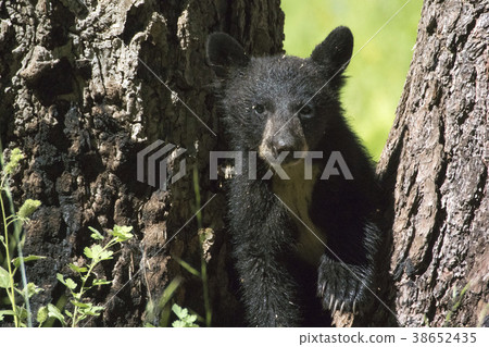 Black Bear Child 38652435