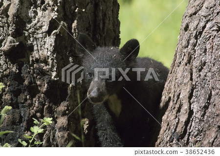 Black Bear Child 38652436