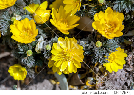 阿多尼斯 38652674