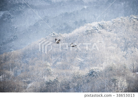 Crane, Cheolwon-gun, Gangwon-do Crane, Cheolwon-gun, Gangwon-do 38653013