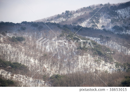 Crane, Cheolwon-gun, Gangwon-do Crane, Cheolwon-gun, Gangwon-do 38653015