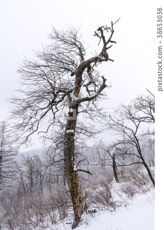 Balwansan,Daegwallyeong,平昌郡,江原道 Balwansan,Daegwallyeong,平昌郡,江原道 38653036