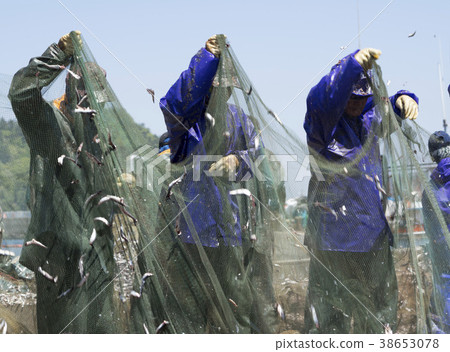 Anchovy hairy, Miso port, Namhae, Gyeongnam 38653078