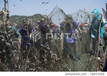 Anchovy hairy, Miso port, Namhae, Gyeongnam Anchovy hairy, Miso port, Namhae, Gyeongnam 38653080