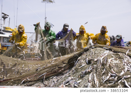 Anchovy hairy, Miso port, Namhae, Gyeongnam 38653104