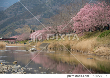 Kawazu cherry blossoms 38653193