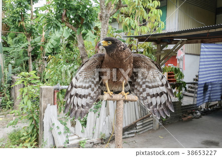 Falcon Peregrine or golden eagle beautiful Falcon Peregrine or golden eagle beautiful 38653227