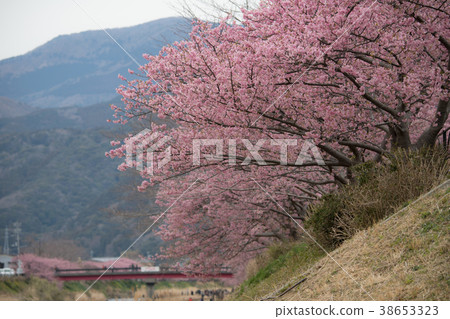 河津櫻花 38653323