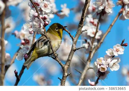 White-eye and plum blossoms and buds 38653665