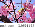 有櫻花 38654152