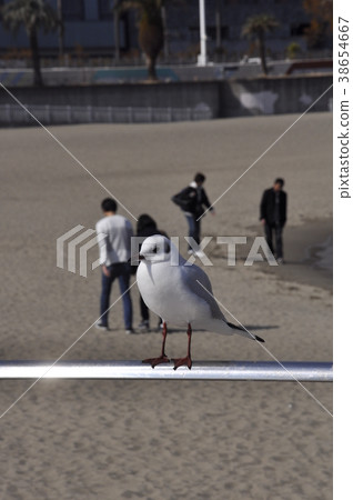 Seagulls of Atami Onsen rest Seagulls of Atami Onsen rest 38654667