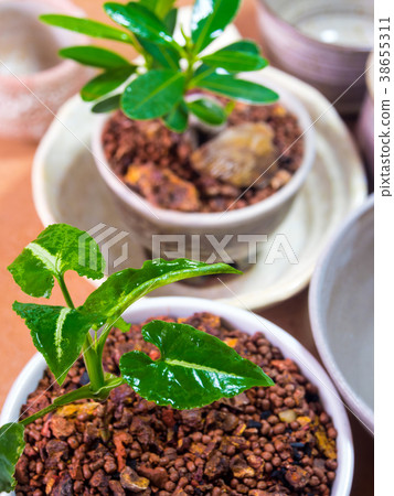 Ceramic bowls prepared to use for houseplant pot Ceramic bowls prepared to use for houseplant pot 38655311