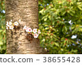 櫻花 38655428