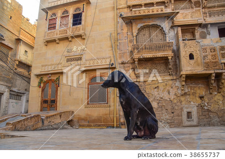 印度的世界遺產Jaisalmer城牆和流浪狗 38655737