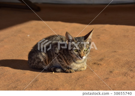 在一個小屋的一隻小貓在Jaisalmer Cooley在印度 在一個小屋的一隻小貓在Jaisalmer Cooley在印度 38655740