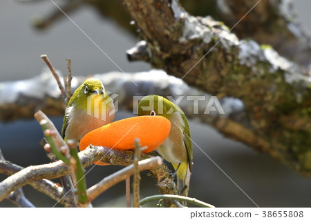 White-eye plum blossoms 38655808