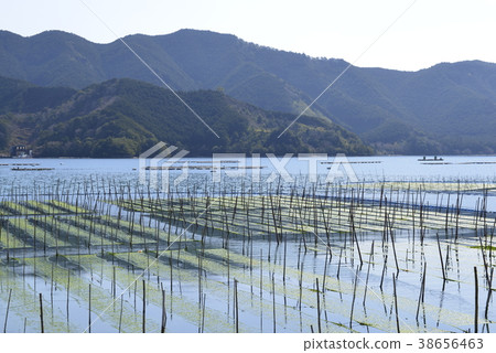 [Mie Prefecture Kihoku Town] Glue and blue sea 38656463