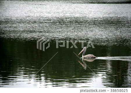 Swimming Swan 38658025