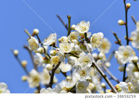 Plum and blue sky 38658259