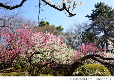 Okurayama Bairin Okurayama Bairin 38658305