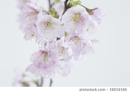 A beautiful cherry tree A beautiful cherry tree 38658386