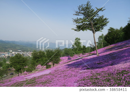 Shiba-zakura(北海道/瀧上公園) Shiba-zakura(北海道/瀧上公園) 38658411
