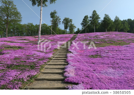 Shiba-zakura (Hokkaido / Takigami Park) 38658505