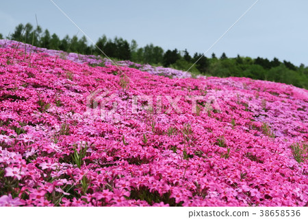 Shiba-zakura（北海道/瀧上公園） 38658536