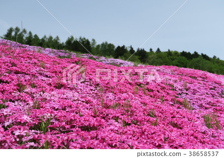 Shiba-zakura(北海道/瀧上公園) Shiba-zakura(北海道/瀧上公園) 38658537