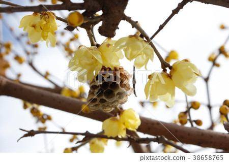 再見蠟羽 再見蠟羽 38658765