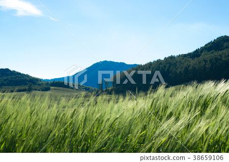 在風麥田小山Minamifurano的麥子秸杆 在風麥田小山Minamifurano的麥子秸杆 38659106