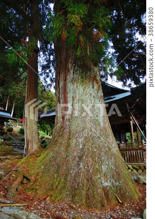 Hachioji Sugi 38659380