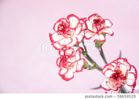 Mother's Day, Carnation Mother's Day, Carnation 38659520