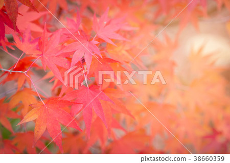 Red maple on tree selective focus Red maple on tree selective focus 38660359